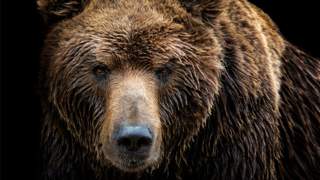 Facing the Bear
